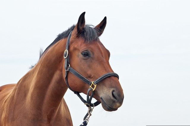 Emotion Finder Birgit Ebers Tiere Pferd